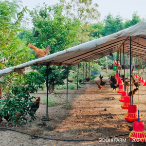 Untitled design (36) (2).png